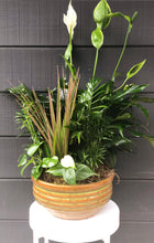 Load image into Gallery viewer, Ceramic Dish Garden