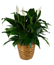 Load image into Gallery viewer, Peace Lily