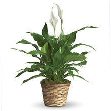 Load image into Gallery viewer, Peace Lily