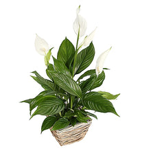 Load image into Gallery viewer, Peace Lily