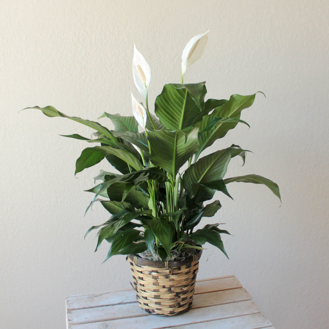 spathiphyllum peace lily live indoor plant Spathiphyllum Plant – Flowers of Gatlinburg