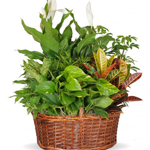 Dish Garden Basket