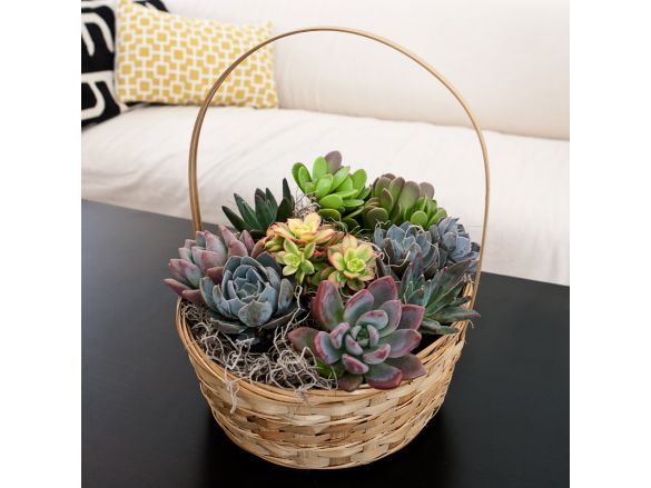 succulents in baskets Succulent Basket Planter